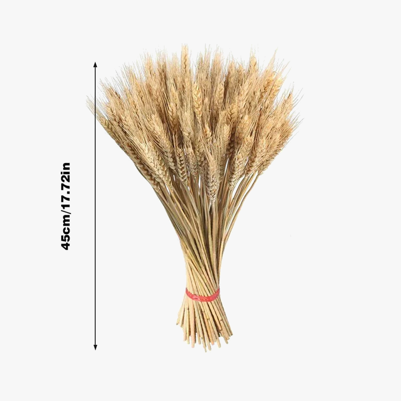 Natural dried wheat stems for festive decoration and bouquet - view 5