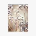 Dandelion and Beige Grass Canvas Wall Art, Design K