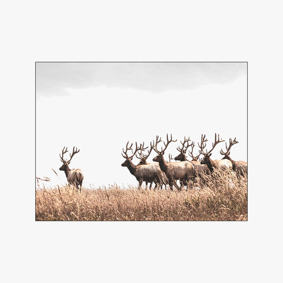 Pastoral Dandelion and Grass Nordic Wall Art Canvas
